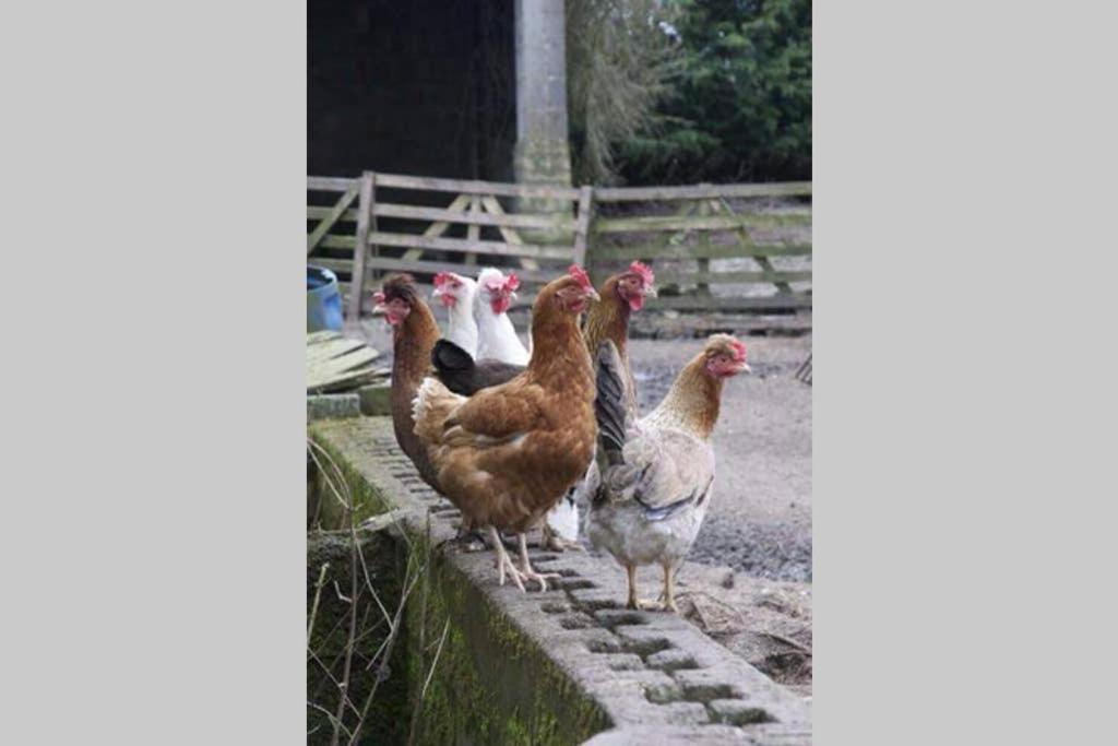 Stones Cottage Farm, Nr Haworth, Family Friendly, Work Friendly, Gaming Barn, Crafting, Free Wifi, Free Parking, Ev Point Oxenhope Eksteriør billede
