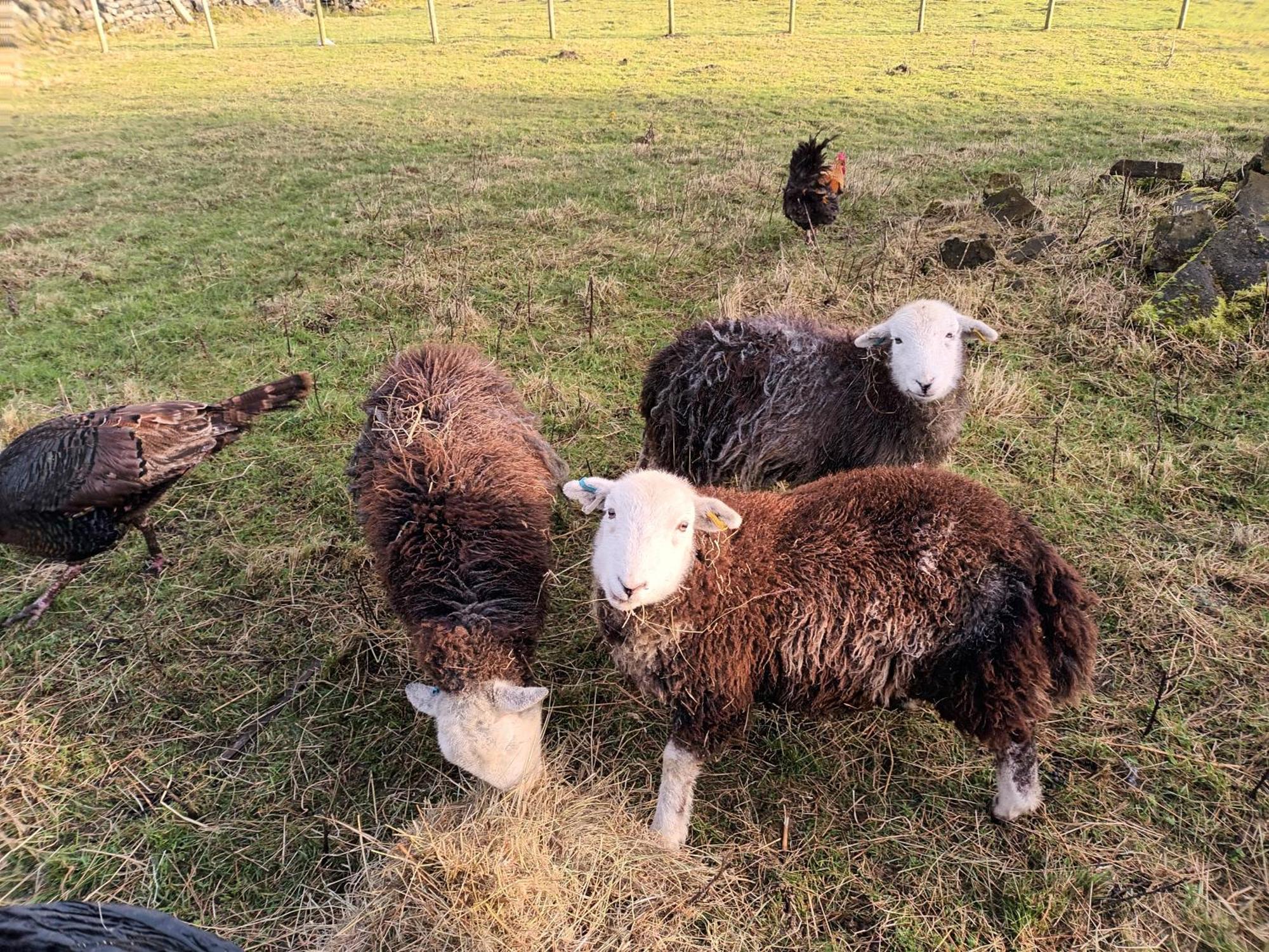 Stones Cottage Farm, Nr Haworth, Family Friendly, Work Friendly, Gaming Barn, Crafting, Free Wifi, Free Parking, Ev Point Oxenhope Eksteriør billede